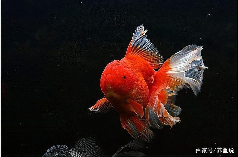 混養高端魚種需要注意哪些事項（養殖高端魚種的注意事項）
