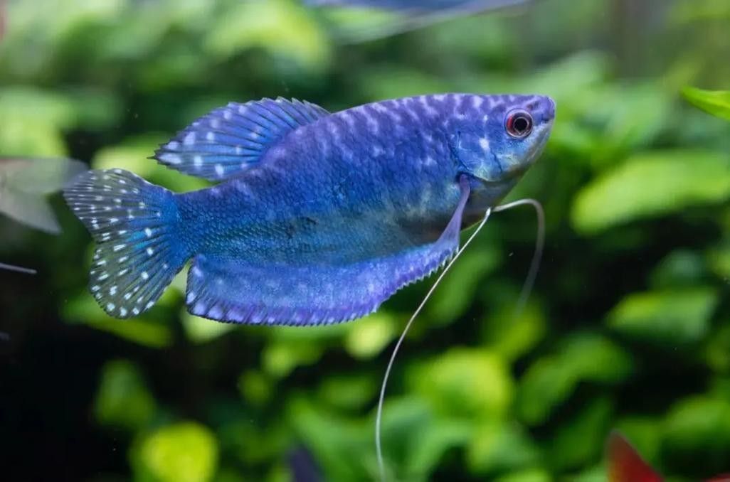 如何保持藍曼龍魚體色鮮艷