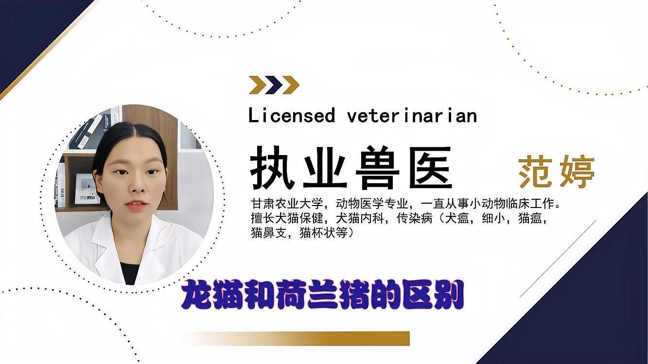龍貓和荷蘭豬哪個(gè)更好養(yǎng)？