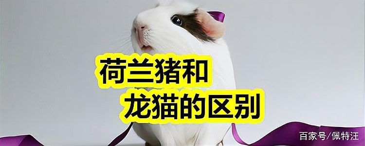 龍貓和荷蘭豬哪個(gè)更好養(yǎng)？