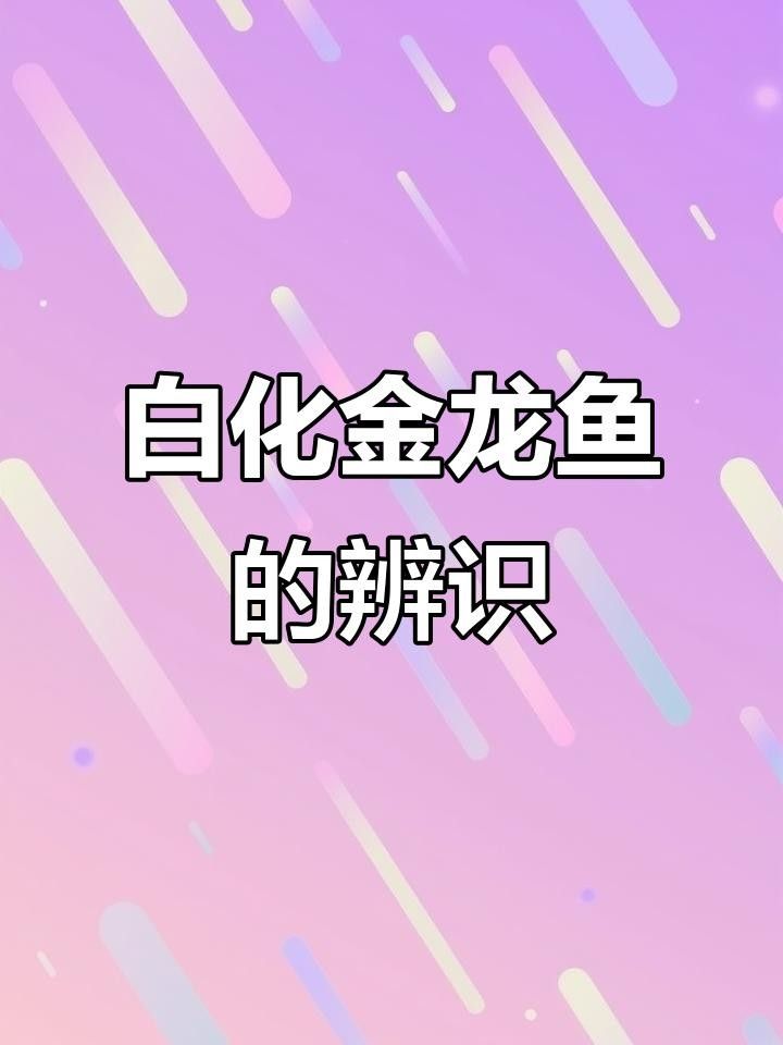 馬來西亞金龍魚（馬來西亞國寶級魚類——金龍魚）
