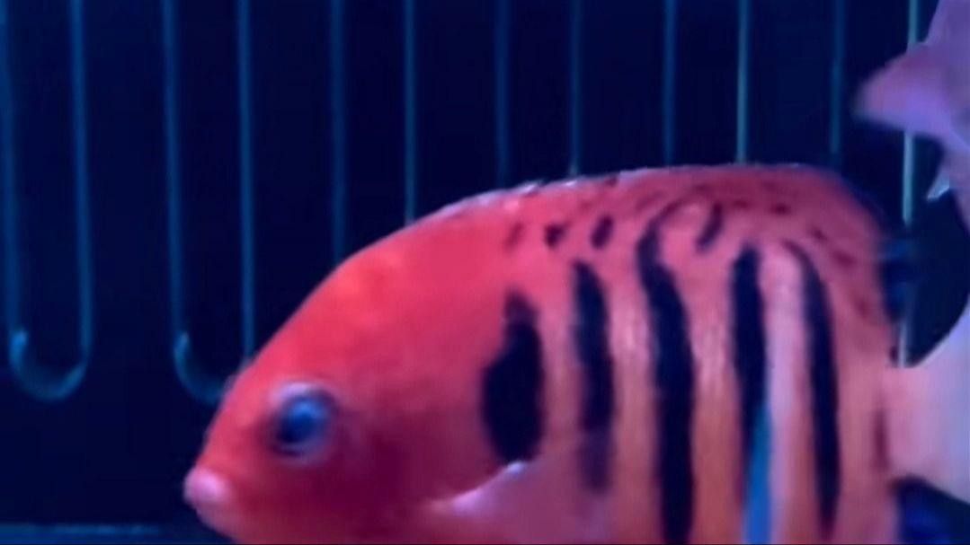 魚缸疾病大全及癥狀