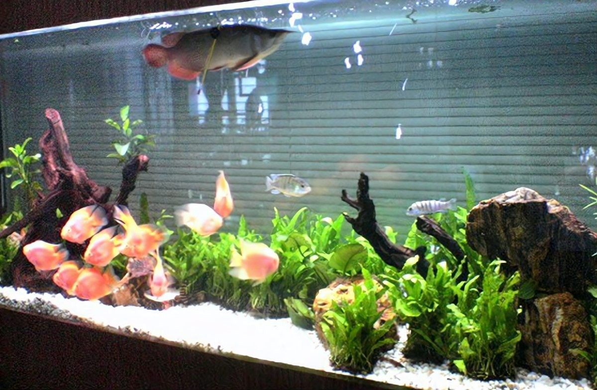 龍魚加鹽后多久換水？（新手養(yǎng)魚必讀:如何正確換水、加鹽避開這5大誤區(qū)）