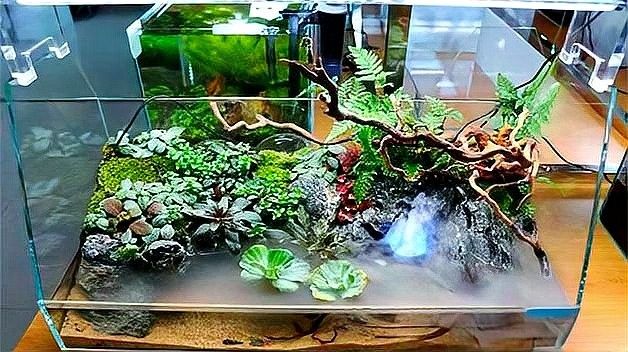 龍魚加鹽后多久換水？（新手養(yǎng)魚必讀:如何正確換水、加鹽避開這5大誤區(qū)）