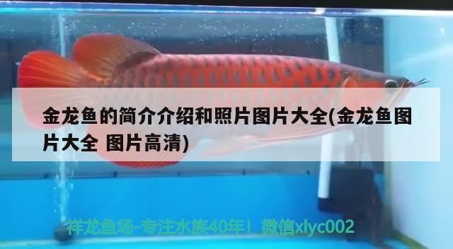 金龍魚的簡介介紹和照片圖片大全(金龍魚圖片大全圖片高清)