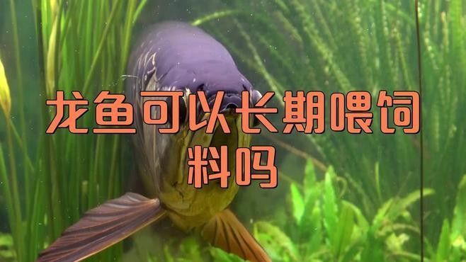 紅龍魚(yú)增色飼料可以長(zhǎng)期喂嗎？（紅龍魚(yú)可以長(zhǎng)期喂飼料嗎） 紅龍魚(yú)增色飼料可以長(zhǎng)期喂嗎？（紅龍魚(yú)可以長(zhǎng)期喂飼料嗎） 龍魚(yú)百科 第1張