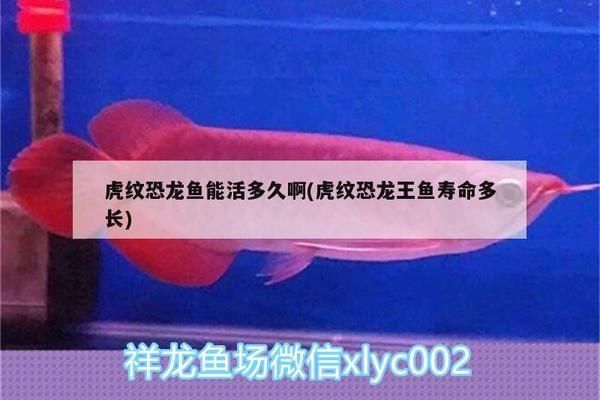 家里養羅漢魚好還是發財魚好一點(養魚養招財魚好還是羅漢魚好)