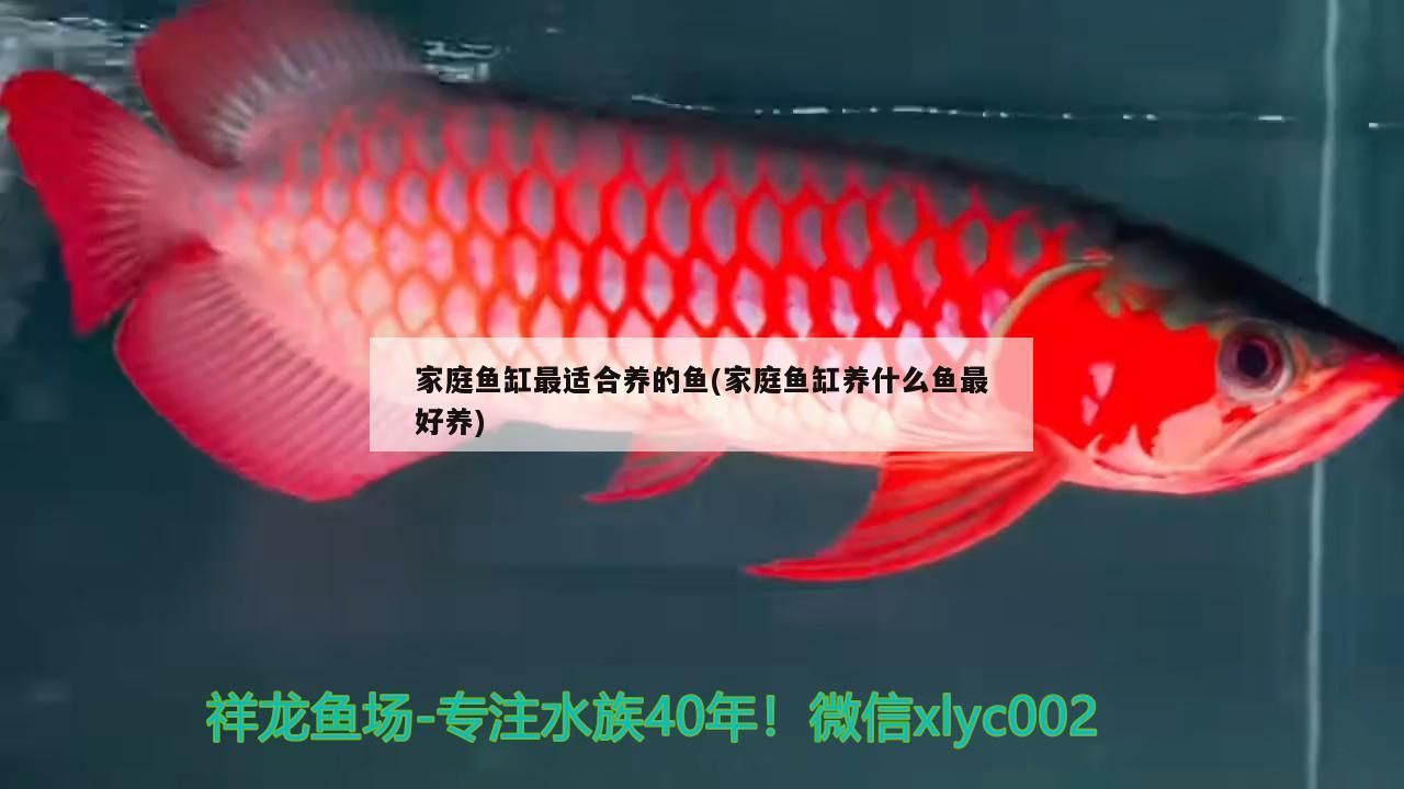 家庭魚缸最適合養的魚(家庭魚缸養什么魚最好養)