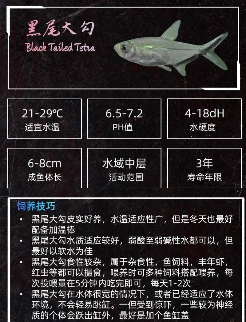 有哪些魚可以和黑魚混養(yǎng)？