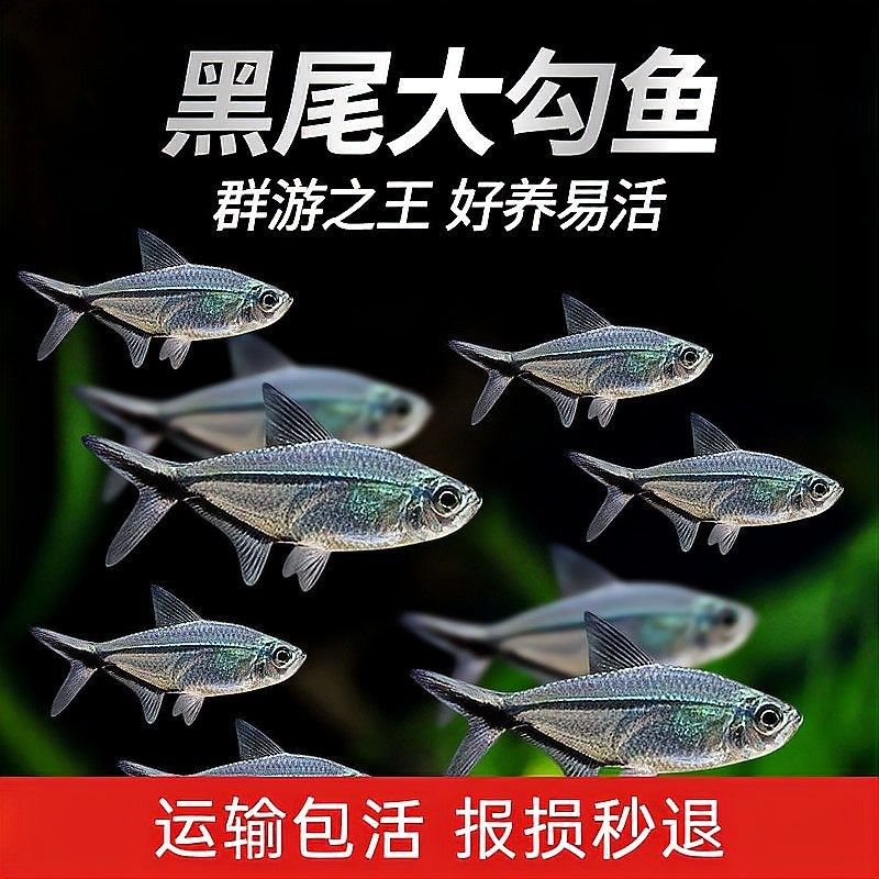 有哪些魚可以和黑魚混養(yǎng)？