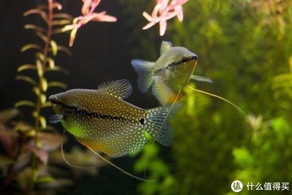 如何模擬白子招財(cái)龍魚繁殖環(huán)境？