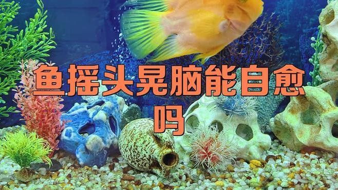 如何預防紅龍魚甩頭？（小龍魚甩頭狂游是什么病）