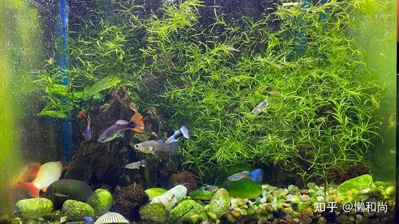 底濾魚缸多久換一次水？