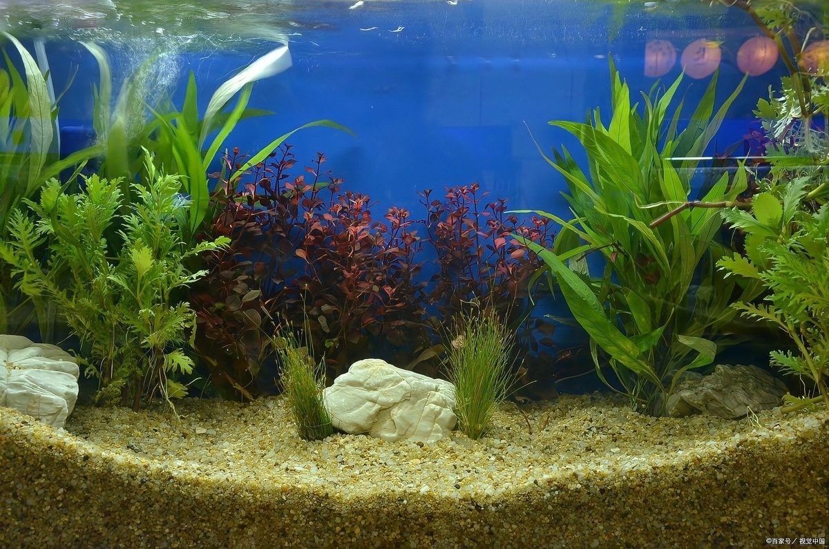 底濾魚缸多久換一次水？