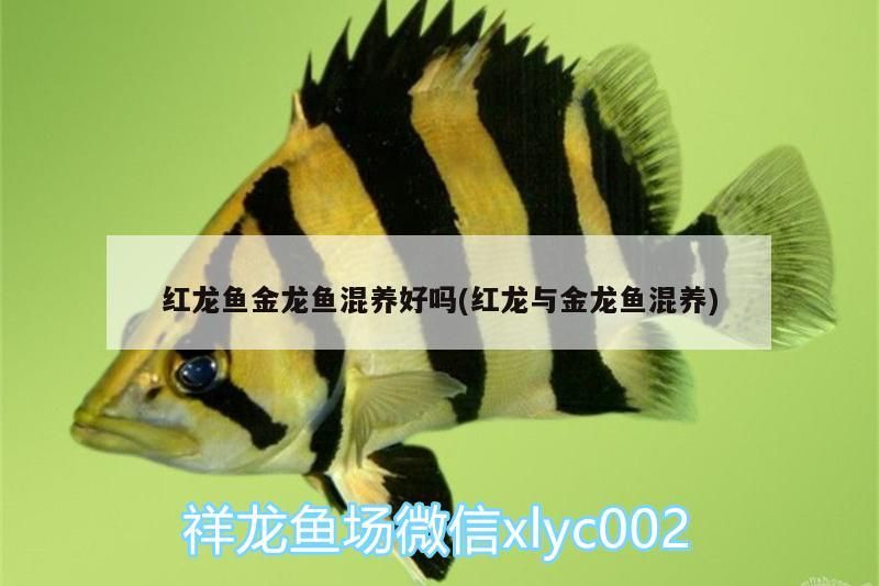紅龍魚金龍魚混養好嗎(紅龍與金龍魚混養)
