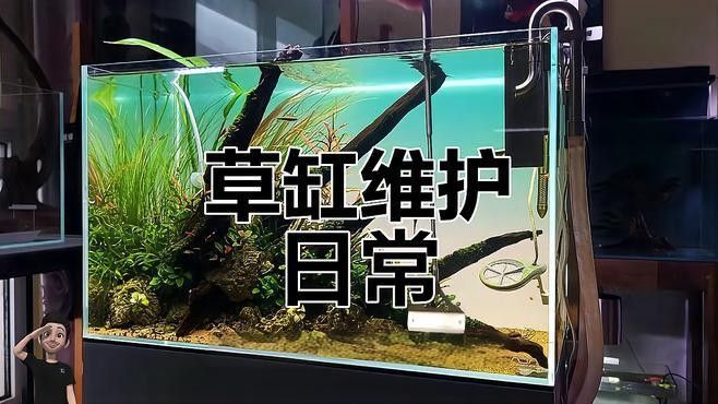 新手使用ADA會有哪些挑戰？ 新手使用ADA會有哪些挑戰？ 龍魚百科 第1張