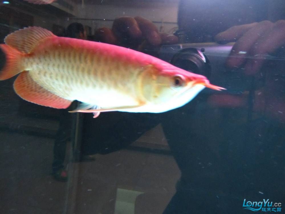 幫朋友到廣州挑選的精品紅龍路程一千多公里（廣州挑紅龍，廣州精品之旅[emoji[需手動(dòng)填充]1f31f[[需手動(dòng)填充]emoji[需手動(dòng)填充]）