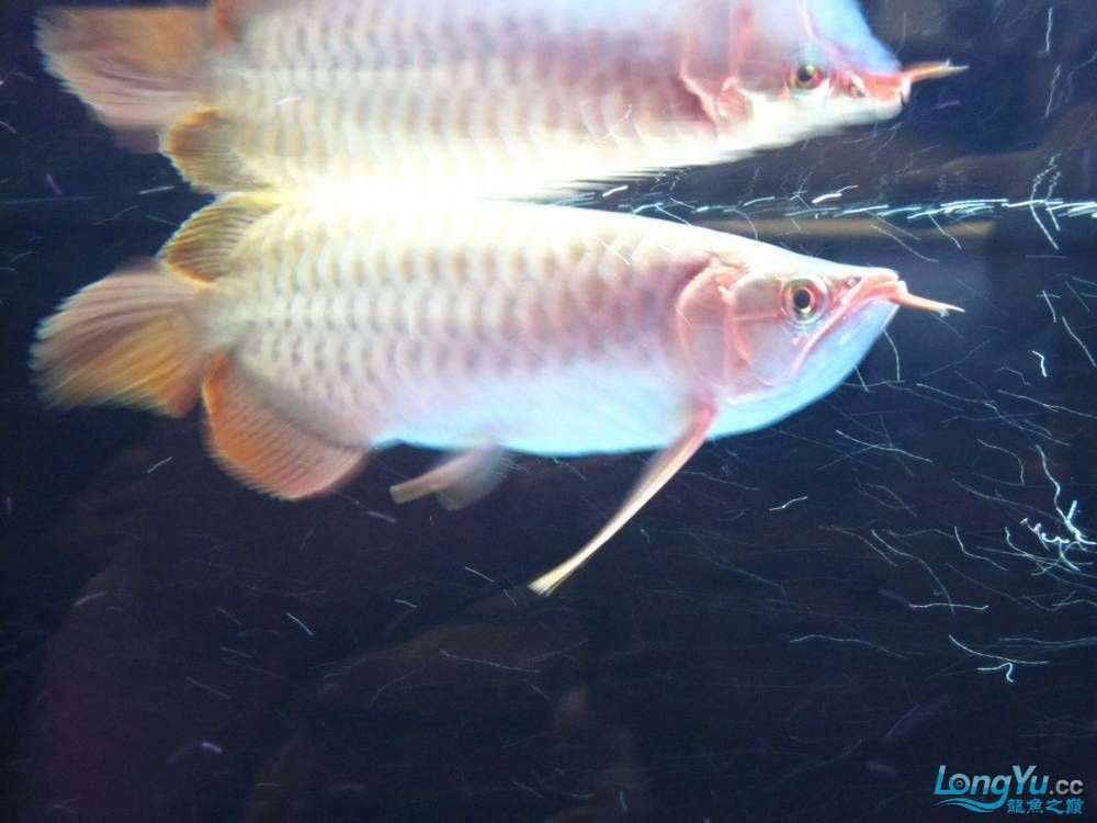 幫朋友到廣州挑選的精品紅龍路程一千多公里（廣州挑紅龍，廣州精品之旅[emoji[需手動(dòng)填充]1f31f[[需手動(dòng)填充]emoji[需手動(dòng)填充]）