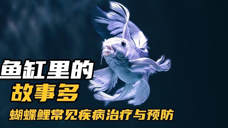 蝴蝶鯉常見病有哪些（蝴蝶鯉常見疾病與治療方法） 蝴蝶鯉常見病有哪些（蝴蝶鯉常見疾病與治療方法） 觀賞魚百科 第2張