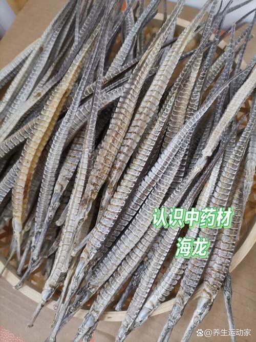 馬龍魚草藥圖片（“馬龍魚”在中醫中通常指的是“海龍”1,海龍是一種海洋中藥材）