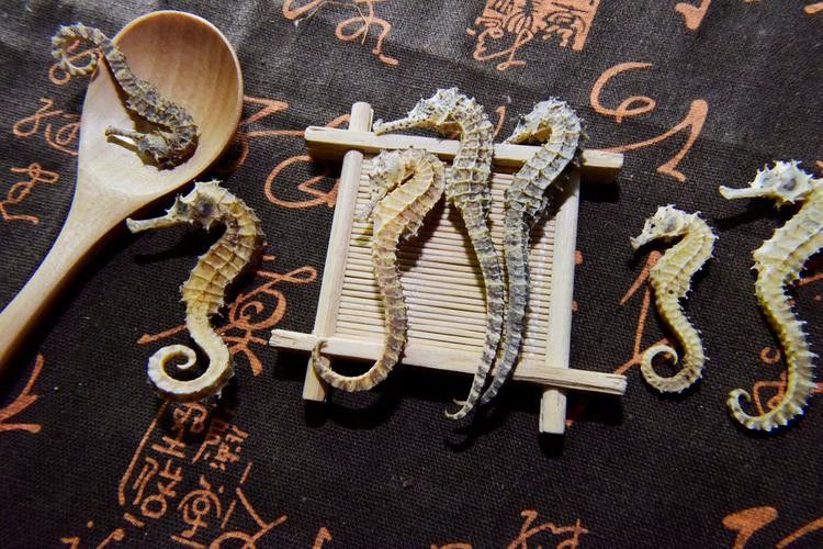 馬龍魚草藥圖片（“馬龍魚”在中醫中通常指的是“海龍”1,海龍是一種海洋中藥材）