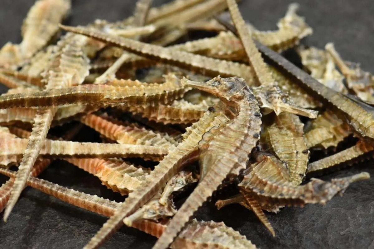 馬龍魚草藥圖片（“馬龍魚”在中醫中通常指的是“海龍”1,海龍是一種海洋中藥材）