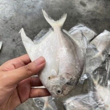 五蓮龍魚多少元一斤（五蓮龍魚價格分析）