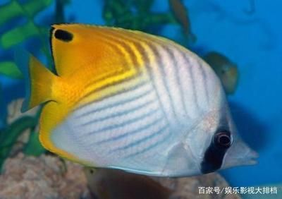 海水觀賞魚難養嗎（海水觀賞魚的養護秘籍）