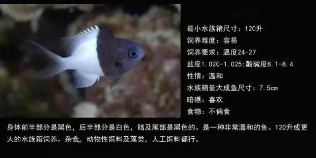 海水觀賞魚難養嗎（海水觀賞魚的養護秘籍）