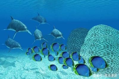 海水觀賞魚難養嗎（海水觀賞魚的養護秘籍）