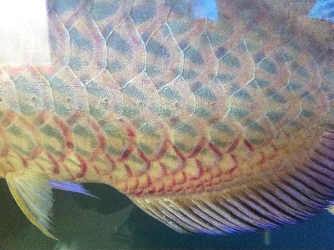 紅龍魚品相圖解（如何挑選優質紅龍魚）