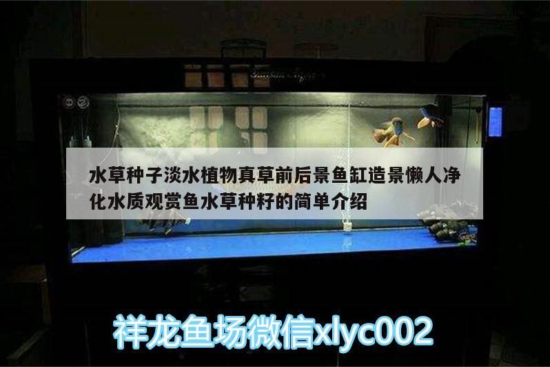 水草種子淡水植物真草前后景魚缸造景懶人凈化水質觀賞魚水草種籽的簡單介紹 水草種子淡水植物真草前后景魚缸造景懶人凈化水質觀賞魚水草種籽的簡單介紹 觀賞魚百科