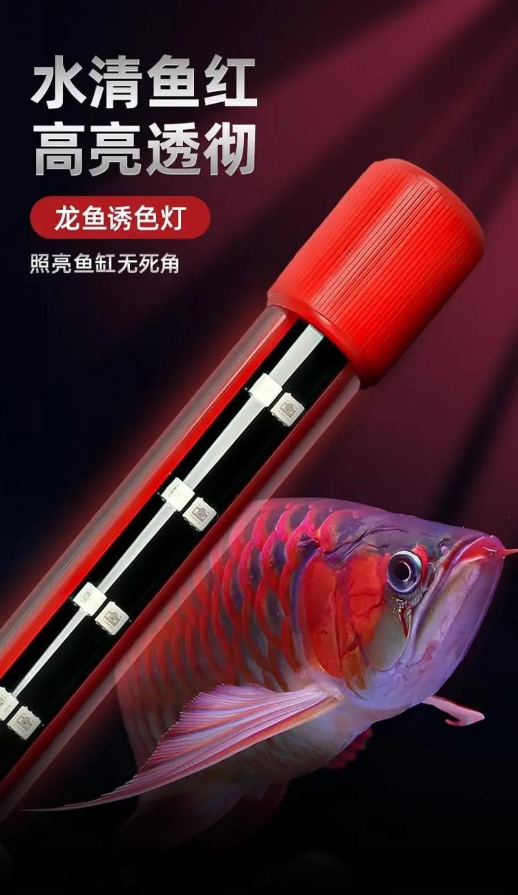 龍魚燈用什么顏色好看