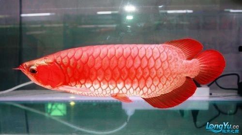 龍魚燈用什么顏色好看
