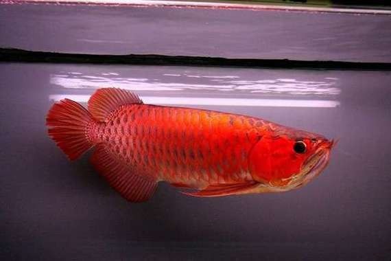 龍魚燈用什么顏色好看