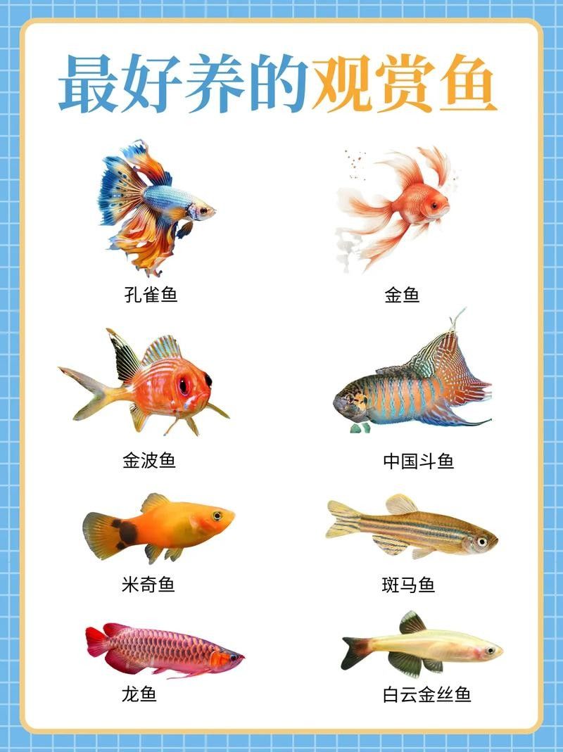 推薦一些適合新手的觀賞魚（新手養(yǎng)觀賞魚）