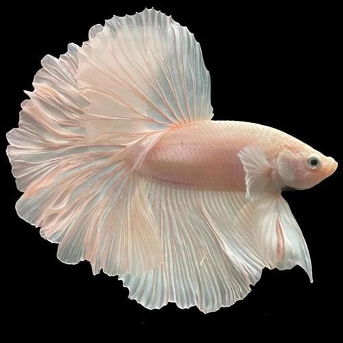 推薦一些適合新手的觀賞魚（新手養(yǎng)觀賞魚）