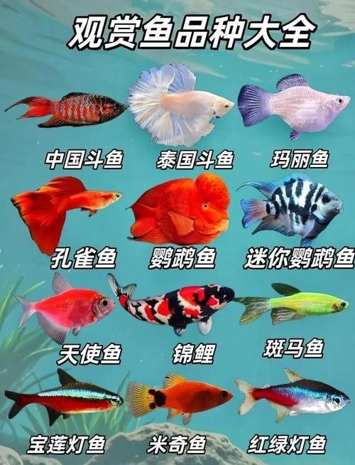 推薦一些適合新手的觀賞魚（新手養(yǎng)觀賞魚）