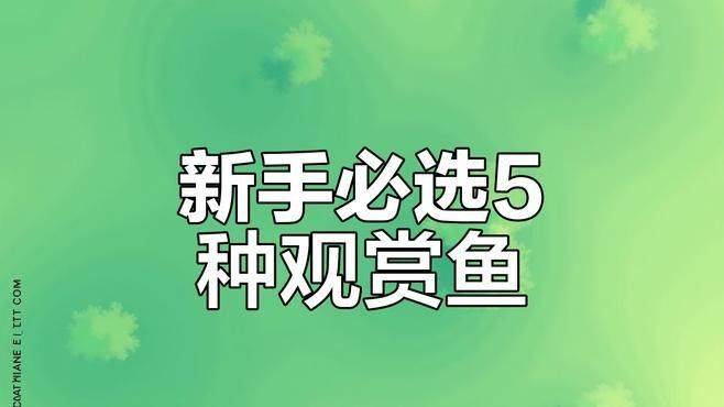 推薦一些適合新手的觀賞魚（新手養(yǎng)觀賞魚）