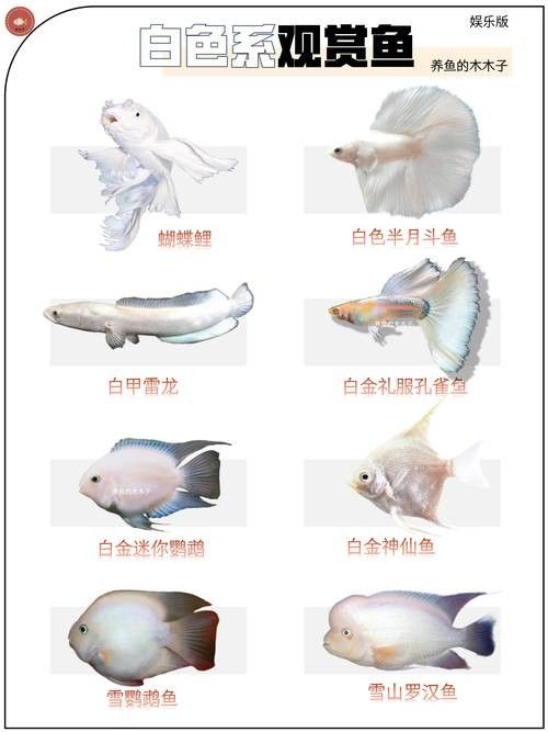 推薦一些適合新手的觀賞魚（新手養(yǎng)觀賞魚）