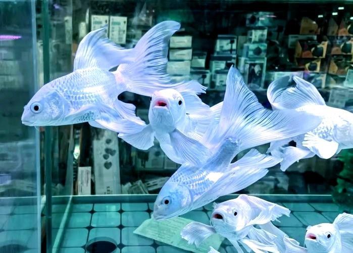 推薦一些適合新手的觀賞魚（新手養(yǎng)觀賞魚）