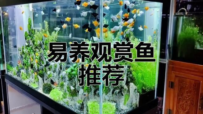 推薦一些適合新手的觀賞魚（新手養(yǎng)觀賞魚）
