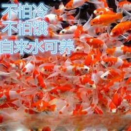 深圳有哪些龍魚(yú)批發(fā)市場(chǎng)
