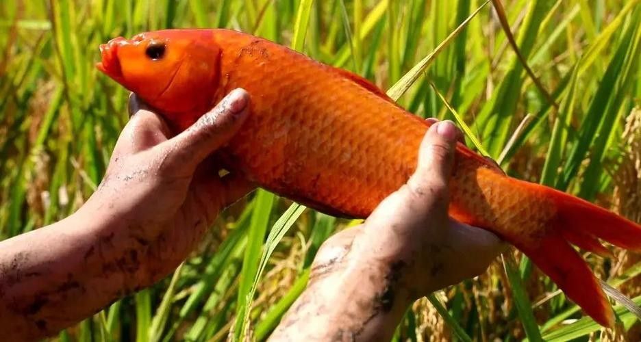 <strong><mark>青田</mark></strong>田魚圖片（<strong><mark>青田</mark></strong>田魚圖片：<strong><mark>青田</mark></strong>田魚的最佳烹飪方法是什么）