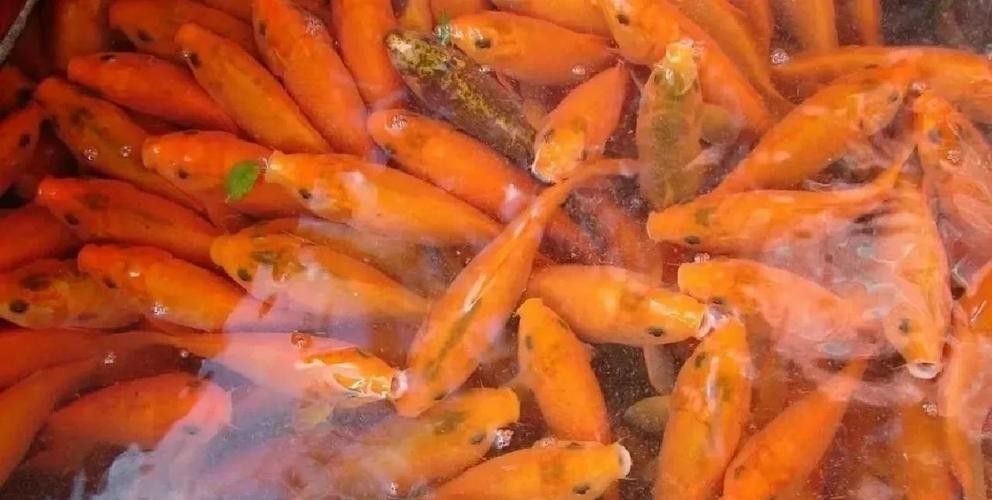 青田田魚圖片（青田田魚圖片：青田田魚的最佳烹飪方法是什么）