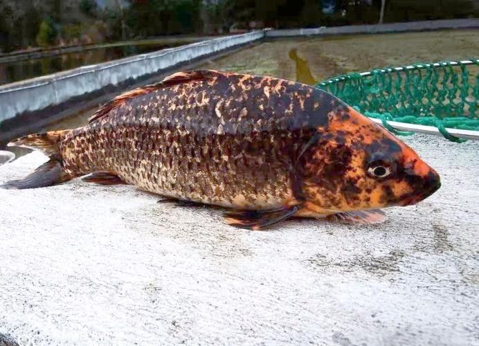青田田魚圖片（青田田魚圖片：青田田魚的最佳烹飪方法是什么）
