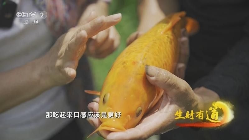 青田田魚圖片（青田田魚圖片：青田田魚的最佳烹飪方法是什么）