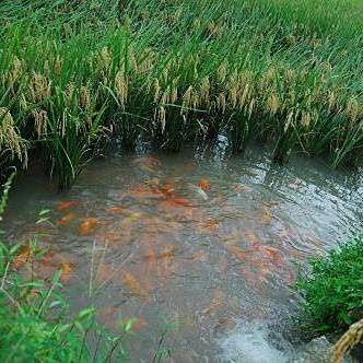 青田田魚圖片（青田田魚圖片：青田田魚的最佳烹飪方法是什么）