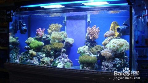 龍魚喂什么吃（龍魚喂什么吃好呢）