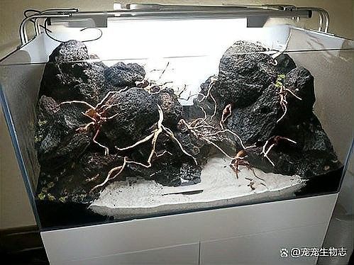 紅龍和藍龍在游戲中的平衡性如何，《魔獸爭霸3》中紅龍與藍龍的平衡性分析